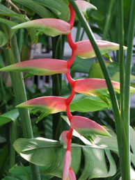 Sexy Pink Heliconia