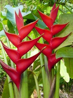 Red Giant Heliconia